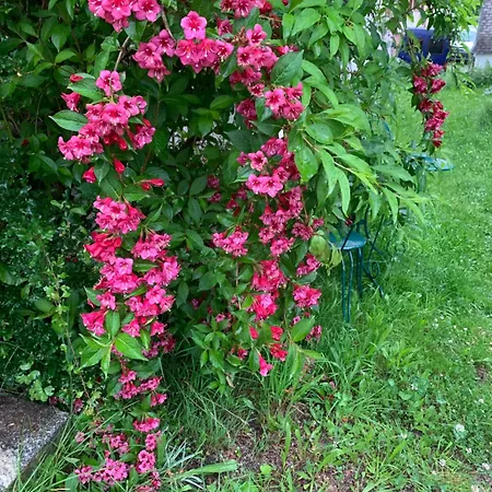 Privat bolig Gemuetliches Chalet-zimmer In Swiss Historic Holidays Rosalie Brunnadern